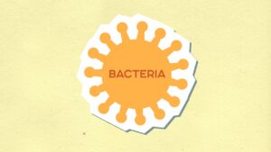 bacteria causing uti