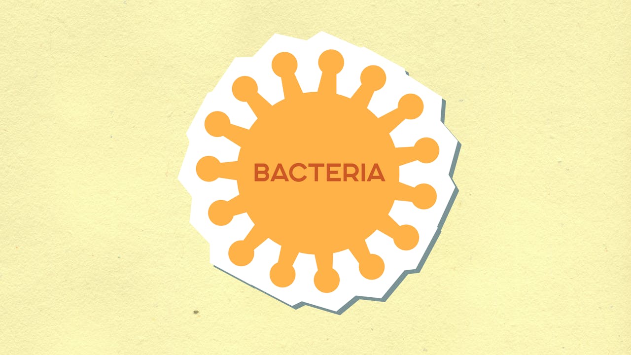 bacteria causing uti